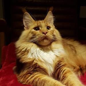 Meet your Posher, Joan